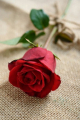 Výstava ruží a aranžmánov v Arboréte Mlyňany SAV 2024